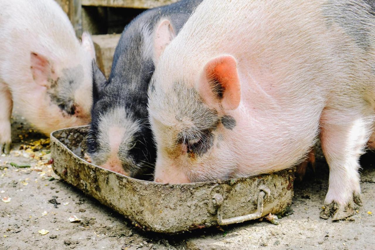 Agriturismo Ca' Fenile Alzano Lombardo エクステリア 写真