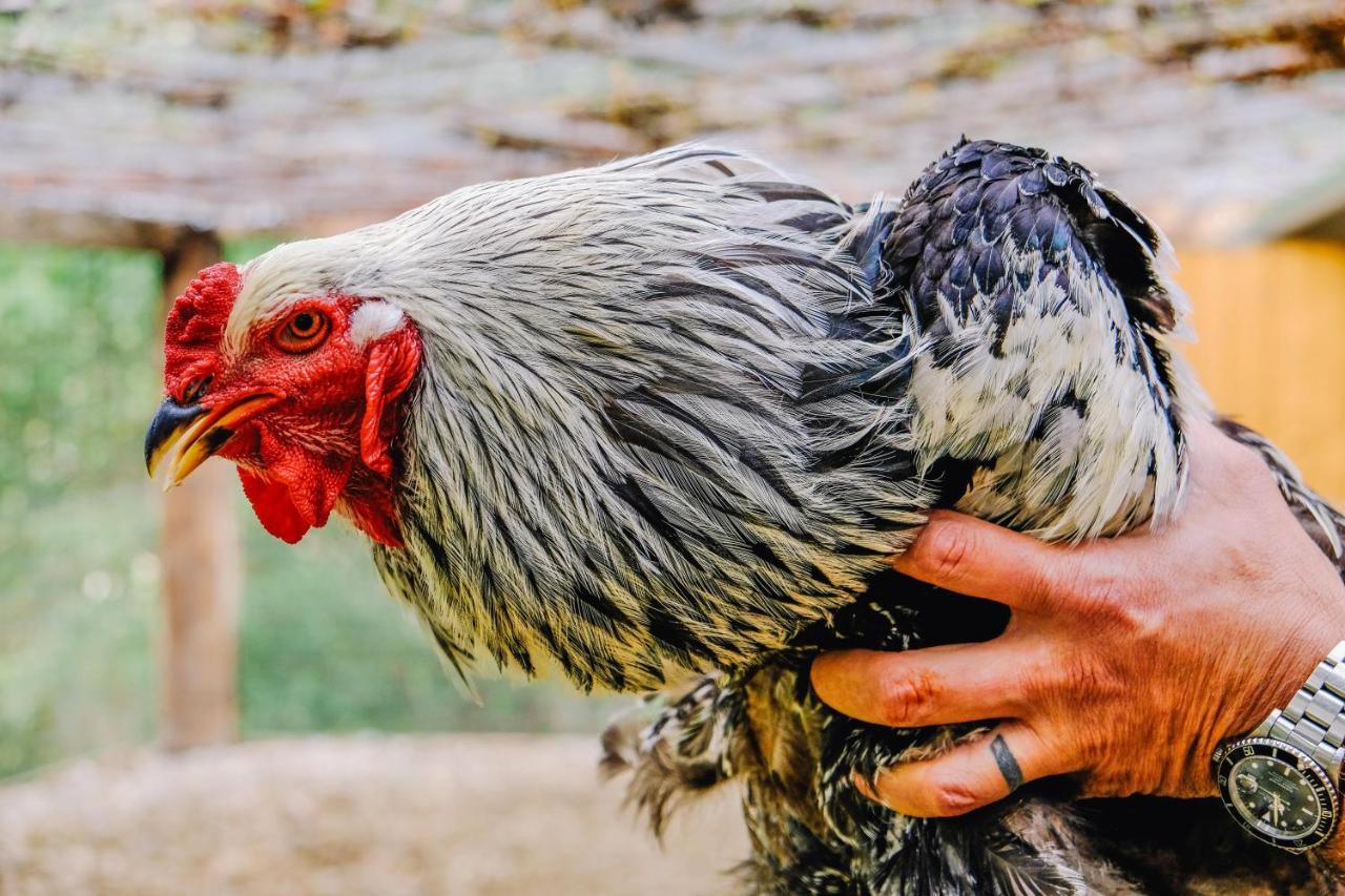 Agriturismo Ca' Fenile Alzano Lombardo エクステリア 写真