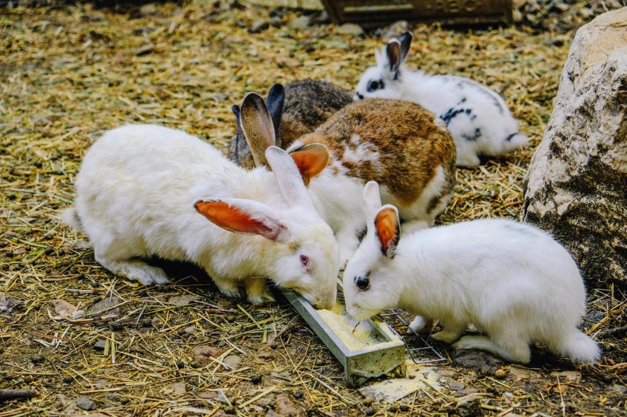 Agriturismo Ca' Fenile Alzano Lombardo エクステリア 写真