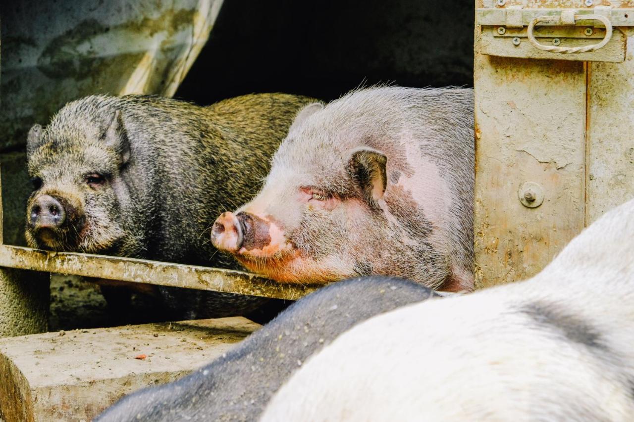Agriturismo Ca' Fenile Alzano Lombardo エクステリア 写真